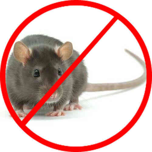 Thuốc diệt chuột Klerat ha2