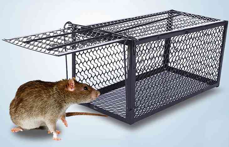 Dịch vụ diệt chuột tại nhà Hà Nội hiệu quả tận gốc ha1