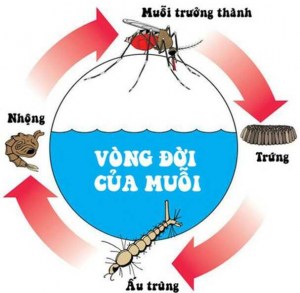 Vòng đời của muỗi như thế nào?
