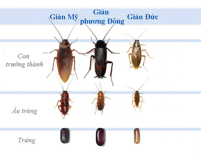 Các loại gián phổ biết ở Việt Nam