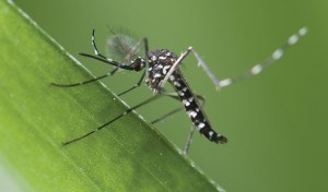 Đặc điểm các loại muỗi Aedes (muỗi vằn) ở Việt Nam