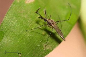 Đặc điểm các loại muỗi culex ở Việt Nam