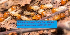 Dịch vụ diệt mối tại nhà huyện Quốc Oai