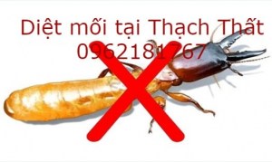 Dịch vụ diệt mối tận gốc tại huyện Thạch Thất