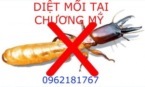 Dịch vụ diệt và phòng chống mối tận gốc tại huyện Chương Mỹ