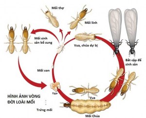 Vòng đời của chúng