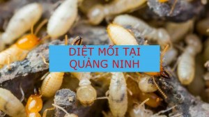 Dịch vụ diệt mối tận gốc tại Quảnh Ninh