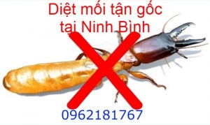 Dịch vụ diệt mối tận gốc tại Ninh Bình