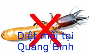 Dịch vụ diệt mối tận gốc tại Quảng Bình