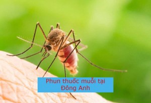 Dịch vụ phun thuốc diệt muỗi tại huyện Đông Anh