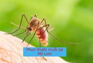 Dịch vụ phun thuốc diệt muỗi tại huyện Mê Linh an toàn và uy tín