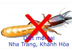 Dịch vụ diệt mối tận gốc tại Nha Trang Khánh Hòa