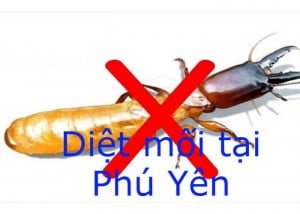 Dịch vụ diệt mối tận gốc tại Phú Yên