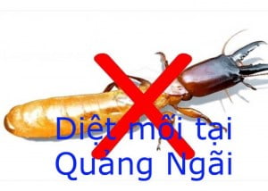 Dịch vụ diệt mối tại Quảng Ngãi