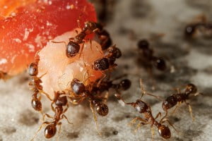 Các loài kiến thường gặp ở Việt Nam