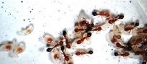 Kiến hôi là gì? Thông tin về loài kiến hôi