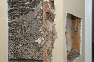 Cách diệt mối trong tường nhà hiệu quả và an toàn