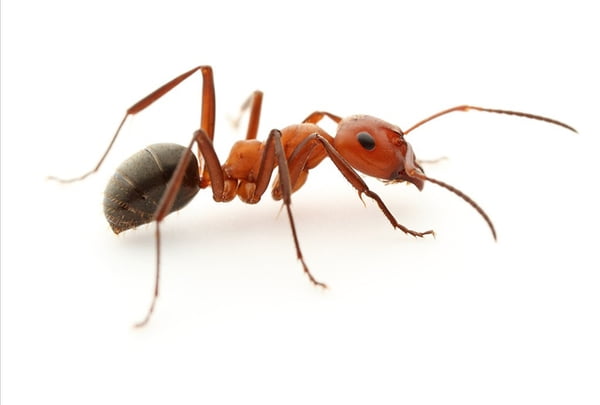 Loài kiến lửa