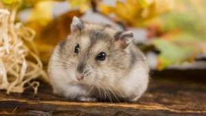 Tuổi thọ của chuột - Chuột sống được bao lâu?