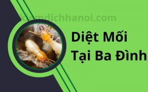 Diệt mối tại quận Ba Đình