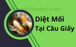 Diệt mối tại quận Cầu Giấy