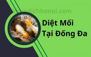 Diệt mối tại quận Đống Đa