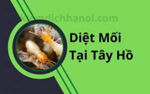 Diệt mối tại quận Tây Hồ