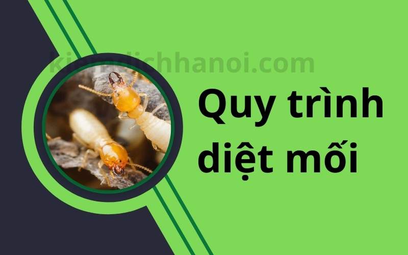 Quy trình diệt mối tận gốc