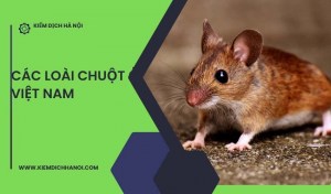 Các loài chuột trên thế giới và Việt Nam