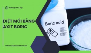 Cách diệt mối bằng axit boric hiệu quả