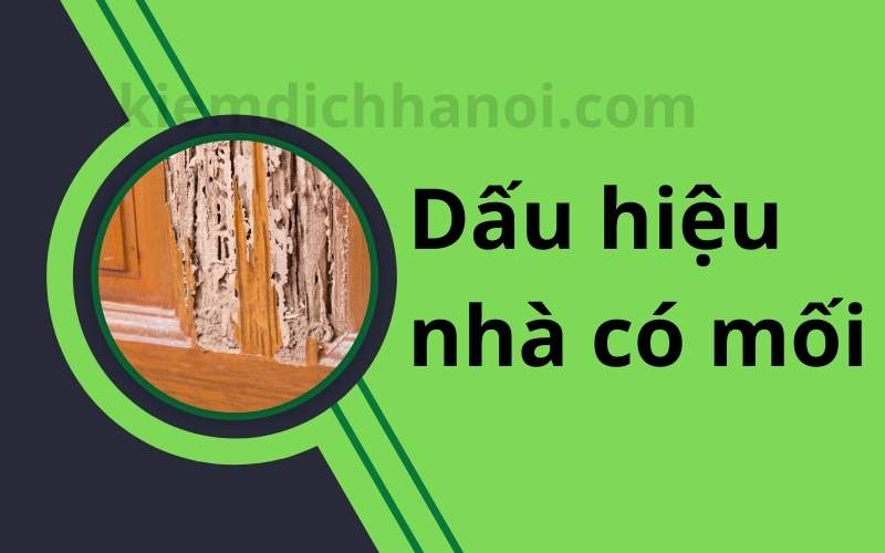 Những dấu hiệu nhà bạn có mối trong nhà