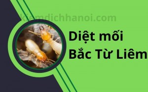 Dịch vụ diệt mối tại quận Bắc Từ Liêm