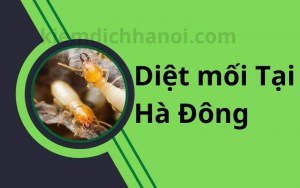 Dịch vụ diệt mối tại quận Hà Đông