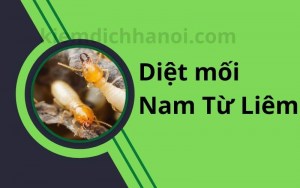 Dịch vụ diệt mối tại quận Nam Từ Liêm