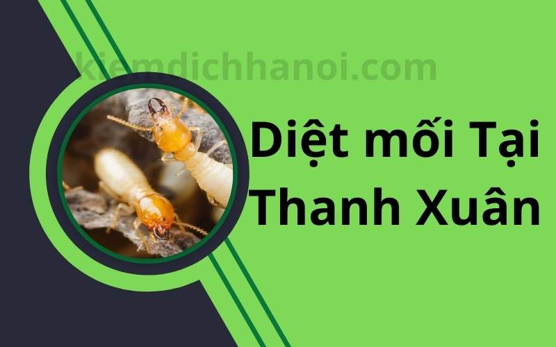 Dịch vụ diệt mối tại quận Thanh Xuân