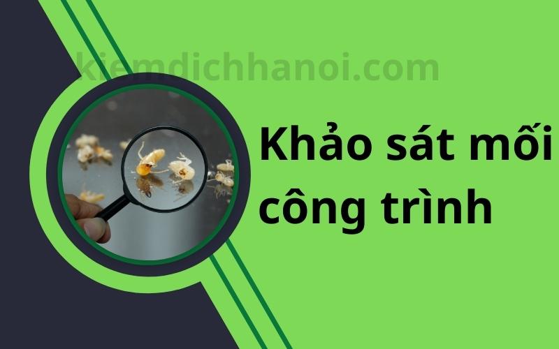 Khảo sát mối tại nhà và công trình