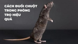 Cách diệt chuột trong phòng trọ