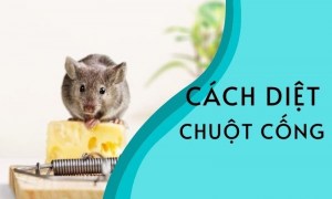 cách diệt chuột cống