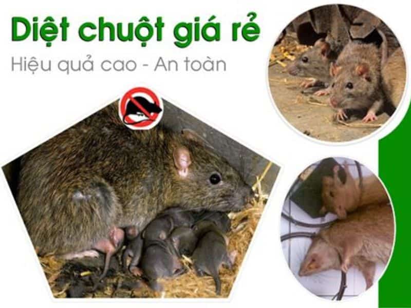 Cách đuổi chuột khỏi ruộng lúa