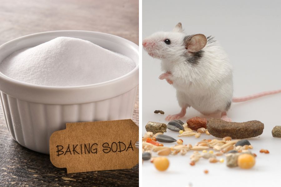 Bạn có tin Baking Soda có thể diệt chuột không?