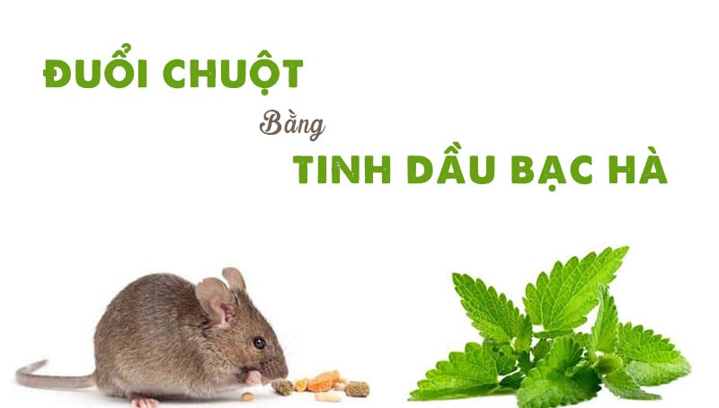 cách đuổi chuột khỏi vườn rau