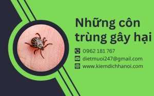 Những Loại Côn Trùng Có Hại Phổ Biến & Cách Diệt Trừ