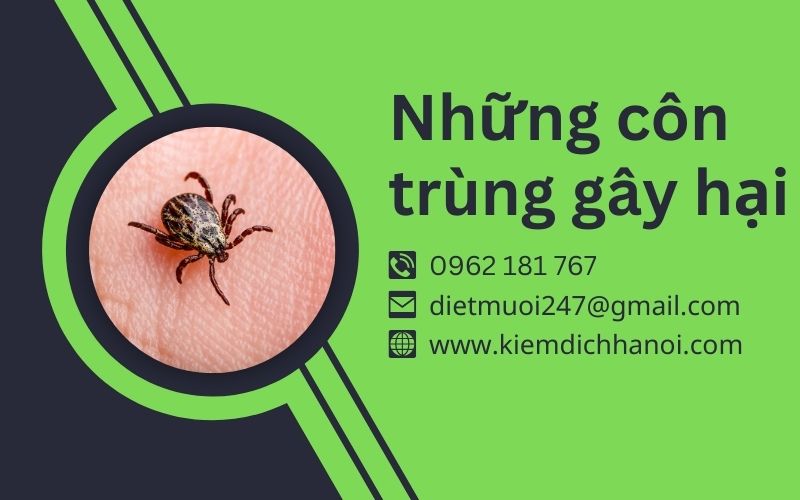 Những Loại Côn Trùng Có Hại Phổ Biến & Cách Diệt Trừ ha1