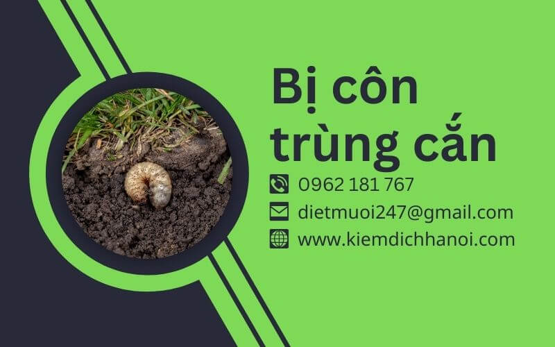 Bị Côn Trùng Cắn: Cách Xử Lý Nhanh Chóng Và Hiệu Quả