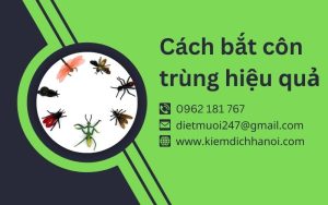 Cách bắt côn trùng trong nhà hiệu quả và an toàn