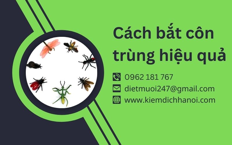 Cách bắt côn trùng trong nhà hiệu quả và an toàn ha1