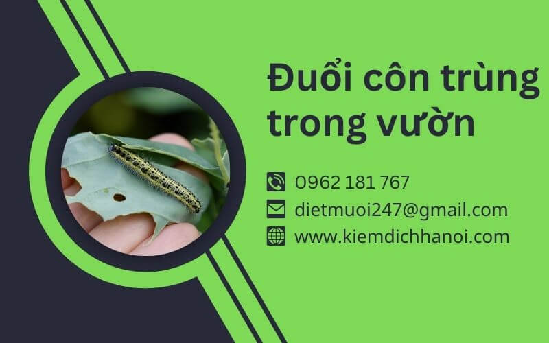 Cách Đuổi Côn Trùng Trong Vườn Hiệu Quả và An Toàn