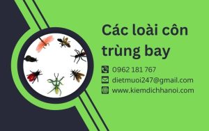 Côn Trùng Bay - Các Loài Côn Trùng Nguy Hiểm Và Cách Phòng Chống