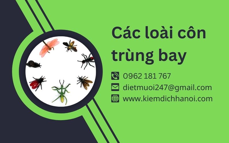 Côn Trùng Bay - Các Loài Côn Trùng Nguy Hiểm Và Cách Phòng Chống ha1