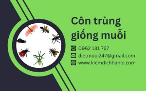 Côn trùng Giống Muỗi: Đặc Điểm, Vai Trò & Các Loài Phổ Biến